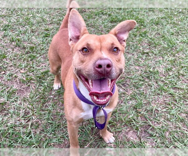 Medium Photo #4 Carolina Dog-Unknown Mix Puppy For Sale in Tavares, FL, USA