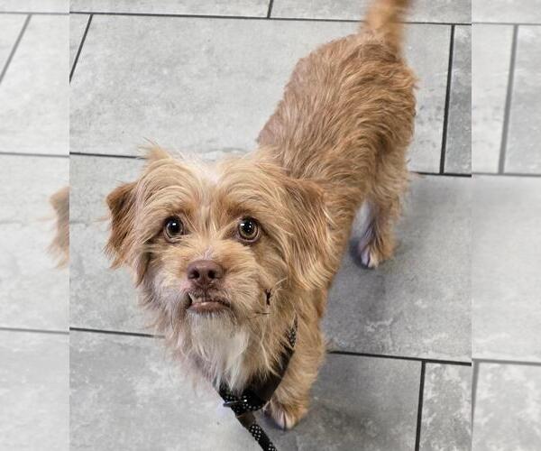 Medium Photo #3 Mutt Puppy For Sale in San Antonio, TX, USA