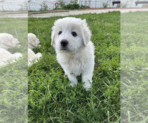 Great Pyrenees Puppy for sale in LUCAS, IA, USA