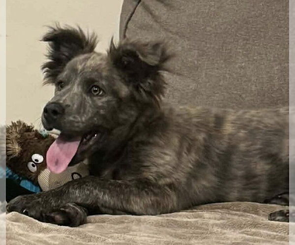 Medium Photo #14 Mutt Puppy For Sale in New York, NY, USA