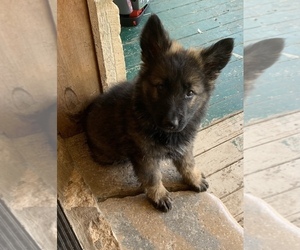 German Shepherd Dog Puppy for sale in DECATUR, TX, USA