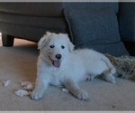 Puppy 1 Great Pyrenees-Labradoodle Mix