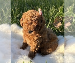 Poodle (Miniature) Puppy for sale in VERSAILLES, MO, USA