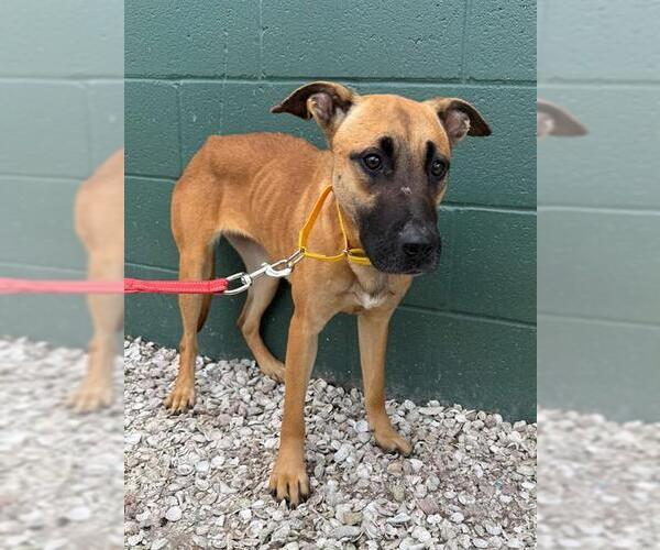 Medium Photo #1 Black Mouth Cur Puppy For Sale in Naples, FL, USA