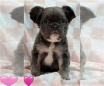 Small #19 French Bulldog