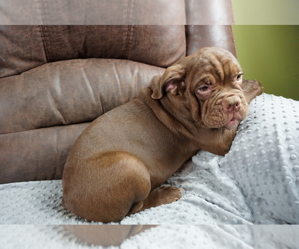 Medium Photo #4 Olde English Bulldogge Puppy For Sale in MURRAY, KY, USA