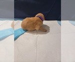 Small #5 Golden Retriever