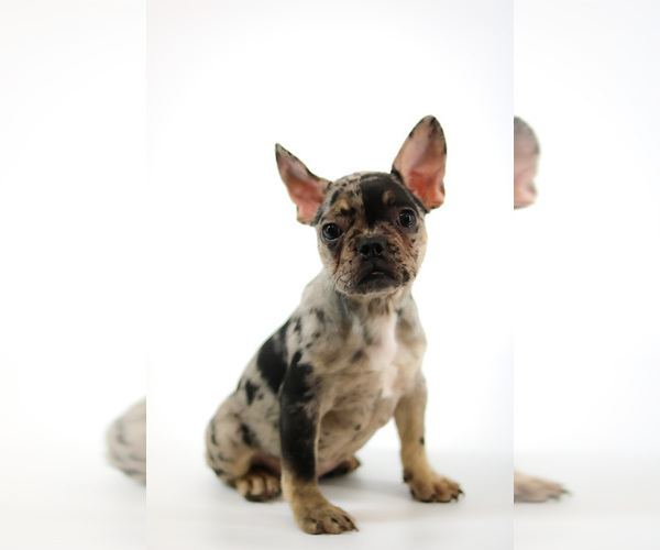 Medium Photo #1 French Bulldog Puppy For Sale in GAINESVILLE, FL, USA