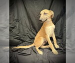 Small Photo #2 Mutt Puppy For Sale in Pleasanton, TX, USA