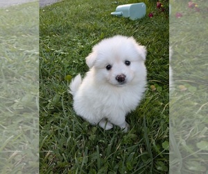 Pomeranian Puppy for sale in ROMULUS, MI, USA
