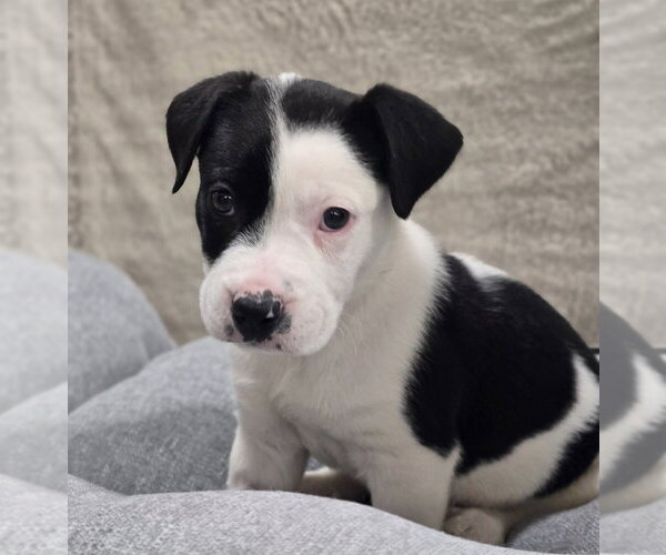 Medium Photo #4 Bulldog-Unknown Mix Puppy For Sale in Lakewood, CO, USA