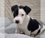 Small #3 Bulldog Mix