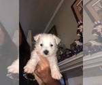 Image preview for Ad Listing. Nickname: Winston