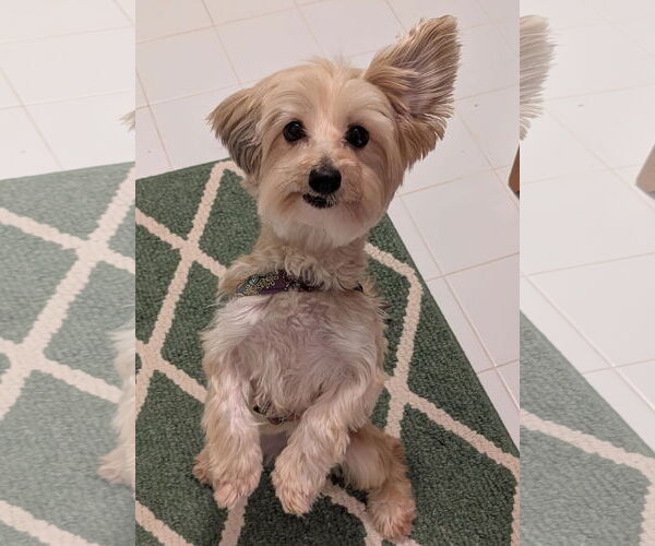 Medium Photo #3 Maltese-Unknown Mix Puppy For Sale in Greensboro, NC, USA