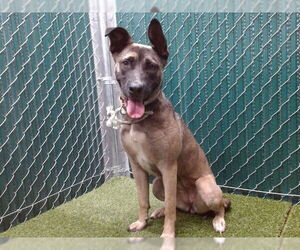 Medium German Shepherd Dog Mix