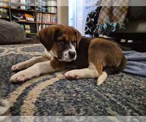 Mutt Dogs for adoption in Springdale, PA, USA