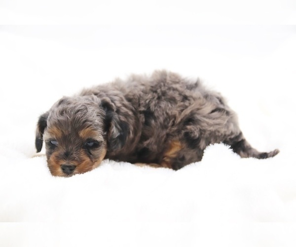 Medium Photo #34 Cockapoo Puppy For Sale in RIPLEY, TN, USA