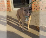 Small #2 Mutt