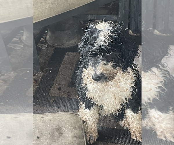 Medium Photo #4 Sheepadoodle Puppy For Sale in SPRINGDALE, AR, USA