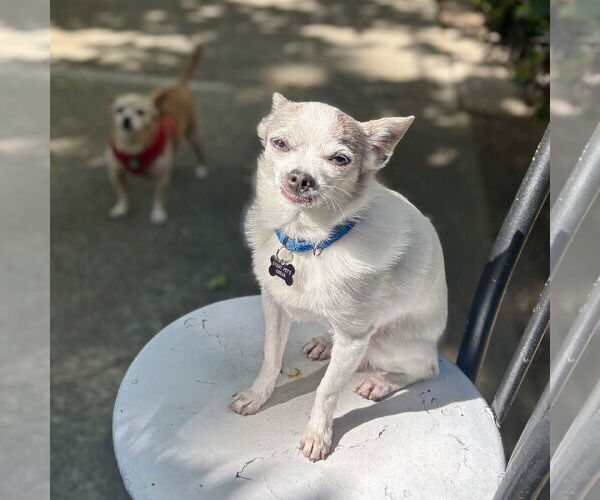 Medium Photo #3 Chihuahua-Unknown Mix Puppy For Sale in Santa Clara, CA, USA