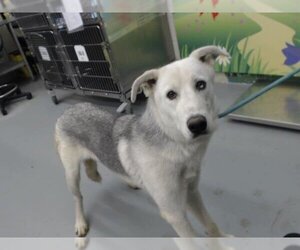 Huskies -Labrador Retriever Mix Dogs for adoption in Waco, TX, USA