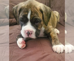 Boxer Puppy for sale in TURLOCK, CA, USA