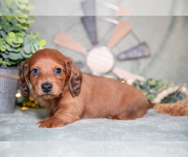 Medium Photo #1 Dachshund Puppy For Sale in NAPPANEE, IN, USA