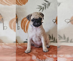 Litter of 3 - Male(s) and Female(s) PugLitter of Puppies for Sale - Small photo