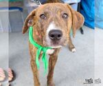 Small #3 Plott Hound Mix