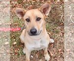 Small Photo #3 Carolina Dog Puppy For Sale in Canton, CT, USA