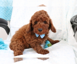 Poodle (Miniature) Puppy for sale in SHILOH, OH, USA