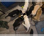 Small #6 Great Dane-Labrador Retriever Mix