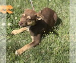 Small #1 Labrador Retriever