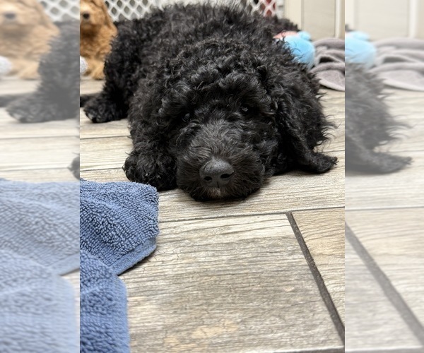Medium Photo #38 Goldendoodle Puppy For Sale in GIBSONTON, FL, USA