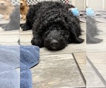 Small Photo #13 Goldendoodle Puppy For Sale in GIBSONTON, FL, USA
