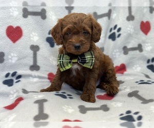 Goldendoodle (Miniature) Puppy for sale in LAKELAND, FL, USA