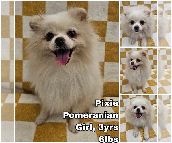 Medium Photo #1 Pomeranian Puppy For Sale in Seattle, WA, USA