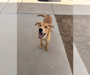 Unknown-Whippet Mix Dogs for adoption in Chandler, AZ, USA