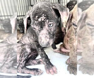 Labrador Retriever-Unknown Mix Dogs for adoption in Houston, TX, USA