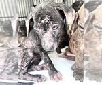 Small Labrador Retriever Mix