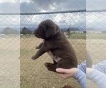 Small Photo #8 Labrador Retriever Puppy For Sale in HOLLYWOOD, AL, USA