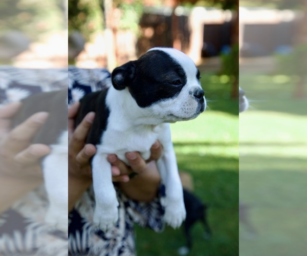 Medium Photo #25 Boston Terrier Puppy For Sale in CARMICHAEL, CA, USA