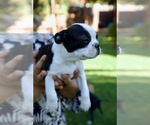 Small Photo #25 Boston Terrier Puppy For Sale in CARMICHAEL, CA, USA