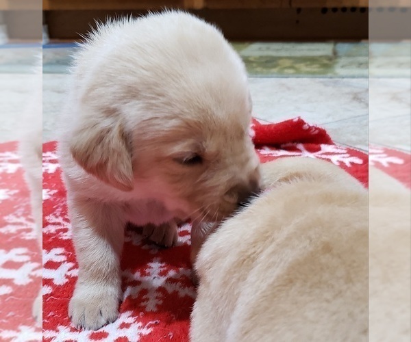 Medium Photo #15 Labrador Retriever Puppy For Sale in OLYMPIA, WA, USA