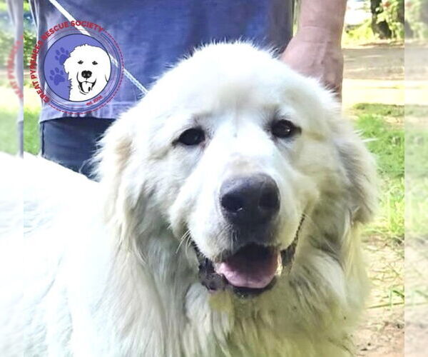 Medium Photo #1 Great Pyrenees Puppy For Sale in Spring, TX, USA