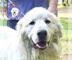 Small Great Pyrenees