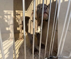 Mutt Dogs for adoption in Oklahoma City, OK, USA