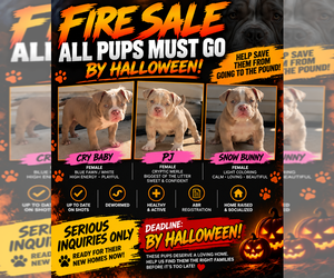 American Bully Puppy for Sale in BOLINGBROOK, Illinois USA