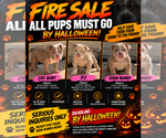 Litter of 4 - Female American BullyLitter of Puppies for Sale - Small photo
