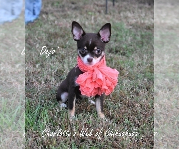 Medium Photo #9 Chihuahua Puppy For Sale in HAMPTON, VA, USA